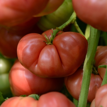 Large Beefsteak Tomato - Heirloom Tomatoes