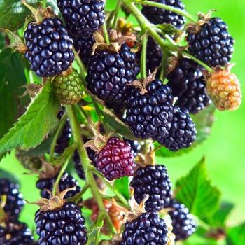 Berries - Blackberry