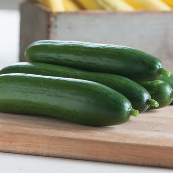 Cucumis sativus - 'Diva' Cucumber
