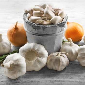 Allium sativum - Garlic Allium sativum - Garlic