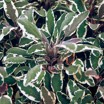 Salvia officinalis - 'Tricolor' Sage
