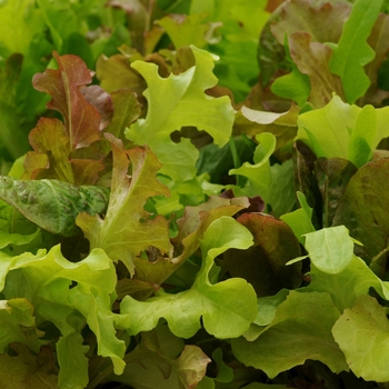 Gourmet Blend - Lettuce