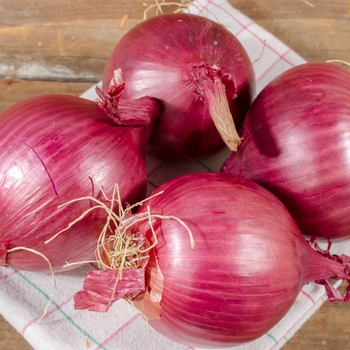 RED WING ONION - ONION RED RED WING ONION - ONION RED