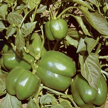 Emerald Giant - Bell Pepper