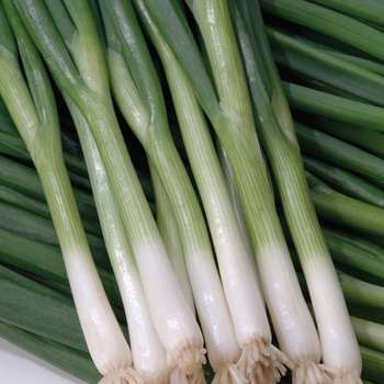  - Green Onion