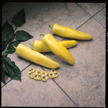 Capsicum annuum - 'Pageant' Sweet Pepper