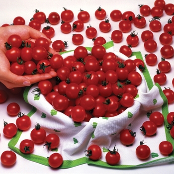 Sweet Million - Cherry Tomato