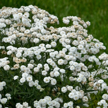 Achillea ptarmica - 'Peter Cottontail' Yarrow Achillea ptarmica - 'Peter Cottontail' Yarrow