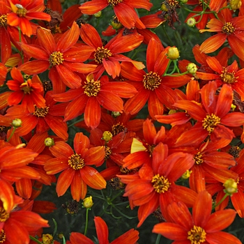 Coreopsis (Tickweed) - Sizzle & Spice® ''Crazy Cayenne'' Coreopsis (Tickweed) - Sizzle & Spice® ''Crazy Cayenne''