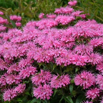 Monarda didyma (Bee Balm, Bergamot) - Sugar Buzz® ''Bubblegum Blast'' Monarda didyma (Bee Balm, Bergamot) - Sugar Buzz® ''Bubblegum Blast''