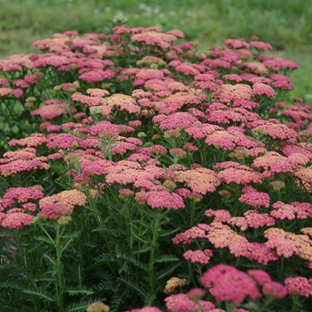 Achillea millefolium - 'Sassy Summer Taffy' Yarrow Achillea millefolium - 'Sassy Summer Taffy' Yarrow
