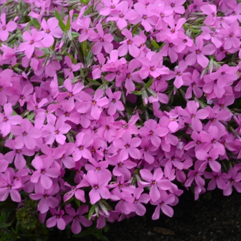 Phlox - 'Magenta Sprite' Creeping Phlox Phlox - 'Magenta Sprite' Creeping Phlox