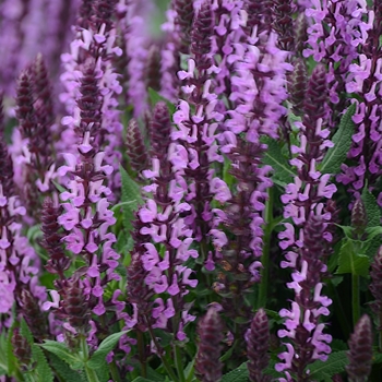 Salvia nemorosa - 'Pink Profusion' Perennial Salvia Salvia nemorosa - 'Pink Profusion' Perennial Salvia