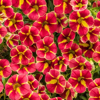 Calibrachoa - Superbells® 'Cardinal Star™' Calibrachoa - Superbells® 'Cardinal Star™'