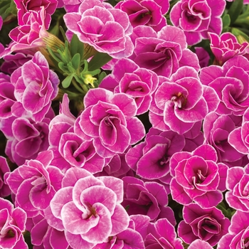 Calibrachoa (Double Calibrachoa) - Superbells® 'Doublette Love Swept™' Calibrachoa (Double Calibrachoa) - Superbells® 'Doublette Love Swept™'