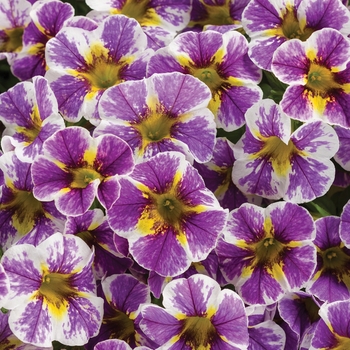 Calibrachoa - Superbells® 'Holy Smokes!®' Calibrachoa - Superbells® 'Holy Smokes!®'