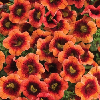 Calibrachoa - Superbells® 'Tangerine Punch™' Calibrachoa - Superbells® 'Tangerine Punch™'