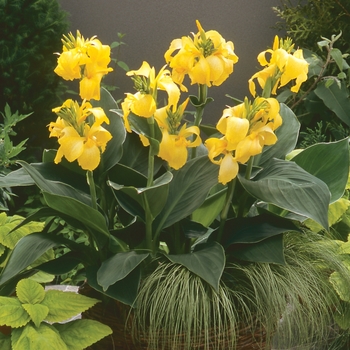 Canna x generalis (Canna Lily) 1 GALLON - CANNA LILY Canna x generalis (Canna Lily) 1 GALLON - CANNA LILY