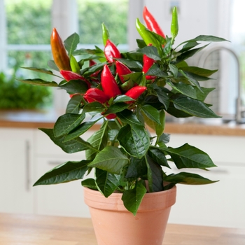 Capsicum annuum - 'Hot Burrito' Ornamental Pepper