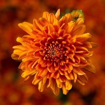 Chrysanthemum x morifolium - 'Aubrey™ Orange' Garden Mum Chrysanthemum x morifolium - 'Aubrey™ Orange' Garden Mum