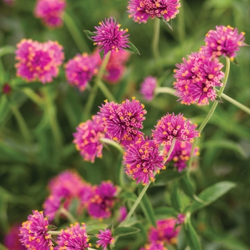 Gomphrena pulchella (Globe Amaranth) - Truffula™ 'Pink' Gomphrena pulchella (Globe Amaranth) - Truffula™ 'Pink'