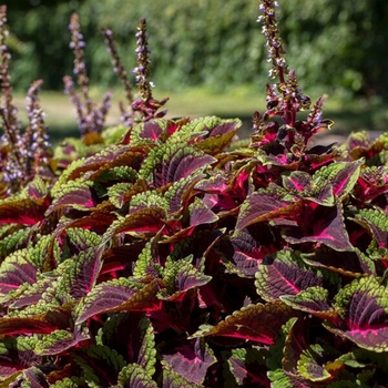 coleus scutellarioides - ColorBlaze® 'Torchlight™' coleus scutellarioides - ColorBlaze® 'Torchlight™'