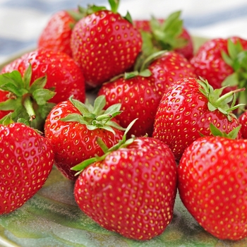 CHERRY TOMATO BASKET - CHERRY TOMATO CHERRY TOMATO BASKET - CHERRY TOMATO