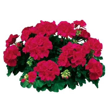 Pelargonium x hortorum (Zonal Geranium) - Americana® 'Cherry Rose' Pelargonium x hortorum (Zonal Geranium) - Americana® 'Cherry Rose'