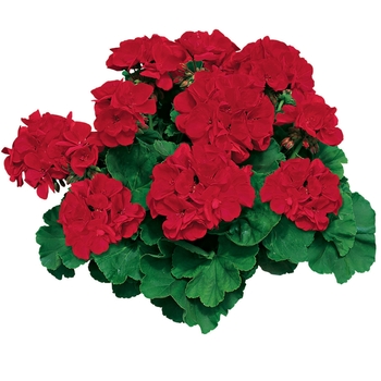 Pelargonium x hortorum (Zonal Geranium) - Americana® 'GERANIUMS Pelargonium x hortorum (Zonal Geranium) - Americana® 'GERANIUMS