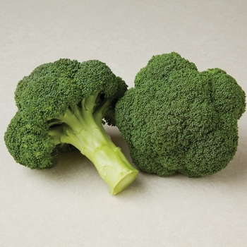 Brassica - Broccoli