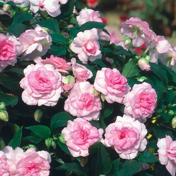 Impatiens walleriana (Double Impatiens) - Rockapulco® 'Appleblossom' Impatiens walleriana (Double Impatiens) - Rockapulco® 'Appleblossom'