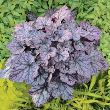 Heuchera - 'Grape Expectations' Coral Bells Heuchera - 'Grape Expectations' Coral Bells