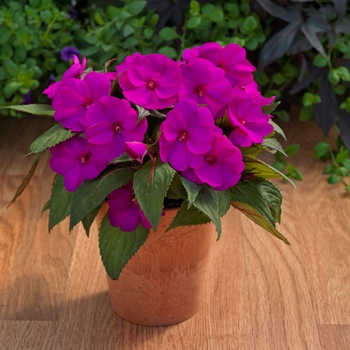 4.5 INCH ANNUAL - SunPatiens® 4.5 INCH ANNUAL - SunPatiens®