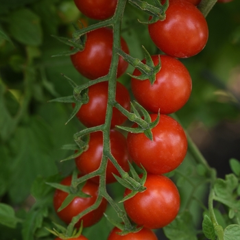 Supersweet 100 - Cherry Tomato