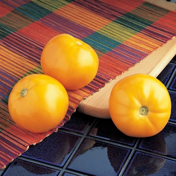Tomato - Carolina Gold Yellow Tomato