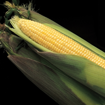  - Sweet Corn