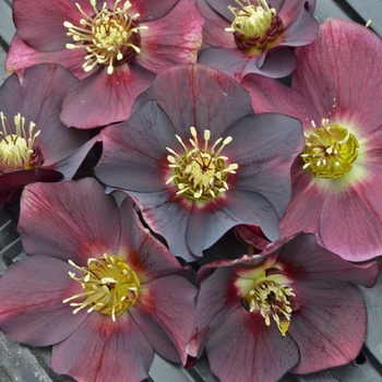 Helleborus (Lenten Rose) - Honeymoon™ 'Rome in Red' Helleborus (Lenten Rose) - Honeymoon™ 'Rome in Red'