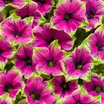 Petunia - Supertunia® 'Picasso in Purple®' Petunia - Supertunia® 'Picasso in Purple®'