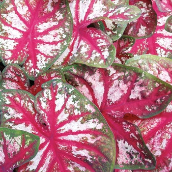 Caladium hortulanum (Fancy Caladium) - Heart to Heart® 'Bottle Rocket' Caladium hortulanum (Fancy Caladium) - Heart to Heart® 'Bottle Rocket'
