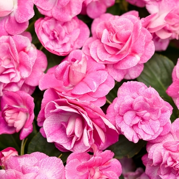Impatiens walleriana (Double Impatiens) - Rockapulco® 'Rose' Impatiens walleriana (Double Impatiens) - Rockapulco® 'Rose'
