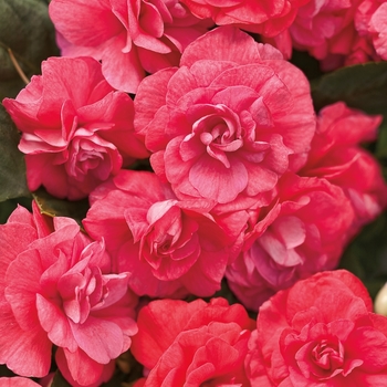 Impatiens walleriana (Double Impatiens) - Rockapulco® 'Coral Reef' Impatiens walleriana (Double Impatiens) - Rockapulco® 'Coral Reef'