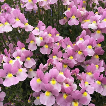 Nemesia fruticans - Aromance™ 'Pink' Nemesia fruticans - Aromance™ 'Pink'