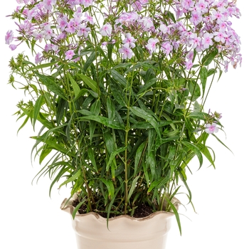Phlox - 'Opening Act Pink-a-Dot' Phlox - 'Opening Act Pink-a-Dot'