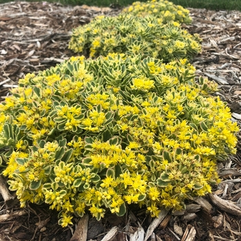 Sedum (Stonecrop) - Rock 'N Grow® 'Boogie Woogie' Sedum (Stonecrop) - Rock 'N Grow® 'Boogie Woogie'