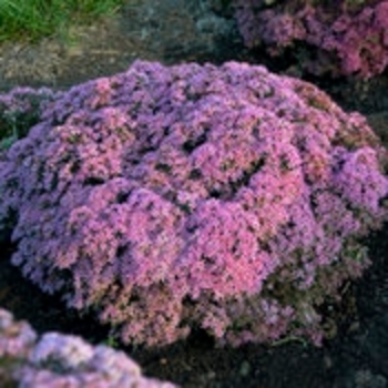 Sedum (Stonecrop) - Rock 'N Round® 'Pride and Joy' Sedum (Stonecrop) - Rock 'N Round® 'Pride and Joy'