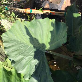 Alocasia - 'Sumo' Elephant Ear Alocasia - 'Sumo' Elephant Ear