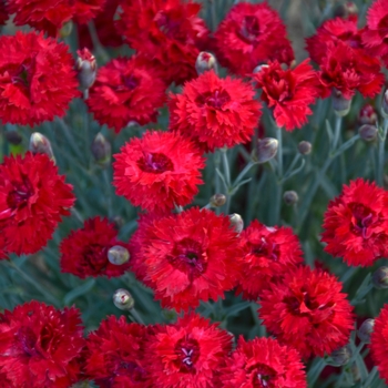 Dianthus - Fruit Punch® 'Maraschino' Dianthus - Fruit Punch® 'Maraschino'