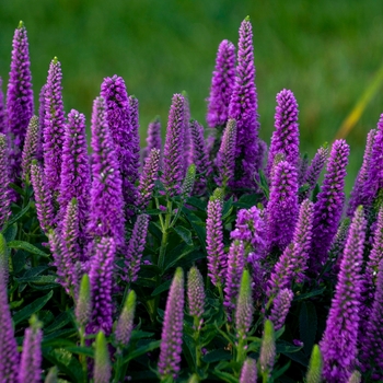 Veronica (Speedwell) - Magic Show® 'Purple Illusion' Veronica (Speedwell) - Magic Show® 'Purple Illusion'