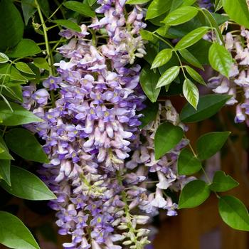 Wisteria macrostachya - Summer Cascade&trade;