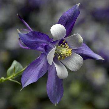 Aquilegia caerulea (Columbine) - Kirigami™ Deep Blue & White Aquilegia caerulea (Columbine) - Kirigami™ Deep Blue & White